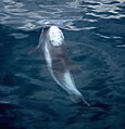 Dolphin while breathing, Husavík, Iceland