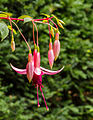 Fuchsia 'Bea Wolfswinkel'.