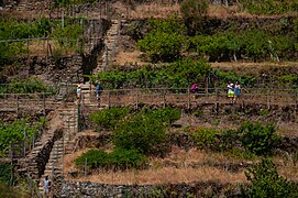 Grape plantation in Manarola, Cinque Terre, Italy 2.jpg