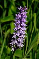 English: Dactylorhiza maculata Deutsch: Geflecktes Knabenkraut