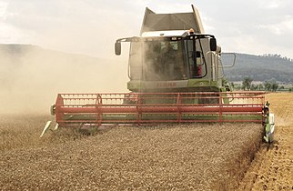 The combine Claas Lexion 584 06833 is threshing the wheat. Then he crushed the chaff and blows it across the field.