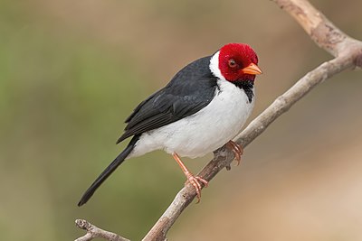 Yellow-billed cardinal (Paroaria capitata) adult