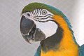 Blue and gold macaw