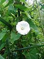 Calystegia sepium