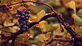 "Edle_Weinrebe,_'Vitis_vinifera'_subsp._'vinifera.jpg" by User:Persia