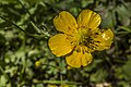 * Nomination Buttercup in "Seelaub" natural forest reserve --Plozessor 05:27, 18 February 2024 (UTC) * Promotion  Support Good quality. --GoldenArtists 11:03, 18 February 2024 (UTC)