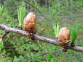 Foliage and mature cones, USA