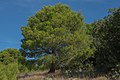 Pinus halepensis.