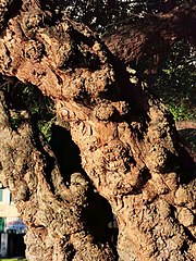 Burl of Pithecellobium dulce