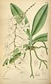 Aerangis modesta (as syn. Angraecum modestum) plate 6693 in: Curtis's Bot. Magazine (Orchidaceae), vol. 109, (1883)