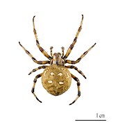 Araneus quadratus (Four-spot orb-weaver)