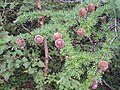 Foliage & cones; Japan