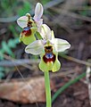 Ophrys tenthredinifera