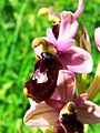 Ophrys x inzengae