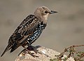 58 Sturnus vulgaris -California-8 uploaded by Snowmanradio, nominated by IdLoveOne