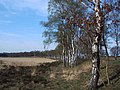 On the Veluwe Zwerfpad hiking trail, in the Hoge Veluwe national park, north of Arnhem