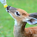 * Nomination A white-tailed fawn feeding from a bottle. --Maestroso simplo 02:10, 1 February 2016 (UTC) * Decline DoF too shallow, leaving most parts of the image unsharp, especially the topic of the image ("feeding ..."). Unfortunate crop (Ears cut) --Cccefalon 05:07, 1 February 2016 (UTC)