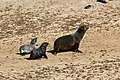 Arctocephalus pusillus, Cape Cross, Namibia