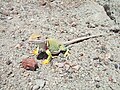 Crotaphytus collaris at the Petrified Forest National Park, AZ, USA.