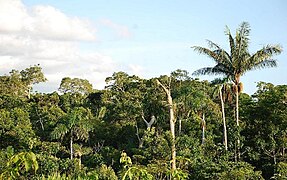 South American jungle photograph.jpg