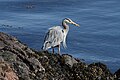 Ardea herodias