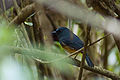 English: Nilgiri Blue Robin Myiomela major (cat.)