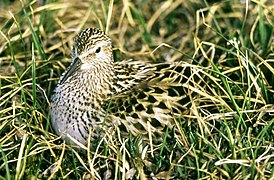 Calidris fuscicollis.jpg