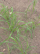 Eragrostis tef (Teff).jpg