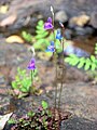 Utricularia uliginosa, India