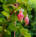 Fuchsia 'Charelke Dop'. Bloemknoppen.