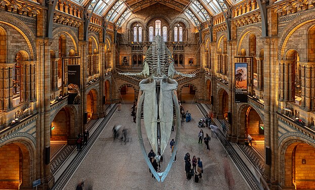 Blue whale skeleton at the Central Hall of the Natural History Museum, London, England.