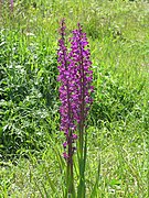 Orchis dinsmorei Anacamptis laxiflora