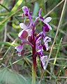 Orchis longicornu