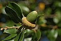 Quercus chrysolepis