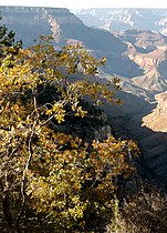 Grand Canyon, Arizona