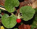 Rubus pectinellus