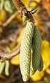 Male flowers