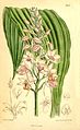 Calanthe sylvatica (as syn. Calanthe natalensis) plate 6844 in: Curtis's Bot. Magazine (Orchidaceae), vol. 111, (1885)