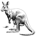 Kangaroo (PSF).png