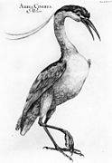 Drawing of an Ardea cinerea