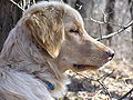 half year old blond female, head