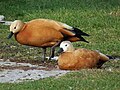 Tadorna ferruginea (cat.)