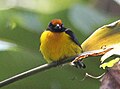 Euphonia anneae (cat.)