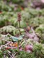 Neottia cordata Germany northern Black Forest