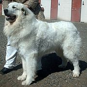 Pyrenean mountain dog