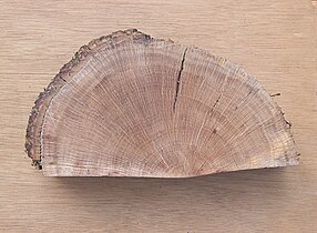 Wood of Quercus ilex