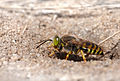 Sand wasp (Bembix rostrata) au Fort du Loc'h.