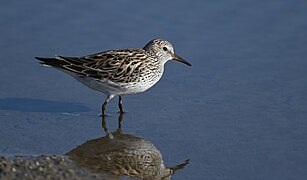 White-rumped Sandpiper - 52132623963.jpg