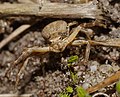 Braune Krabbenspinne - Xysticus cristatus, Weibchen, im Käfertaler Wald