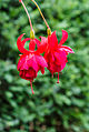 Fuchsia 'Santa Paula'.